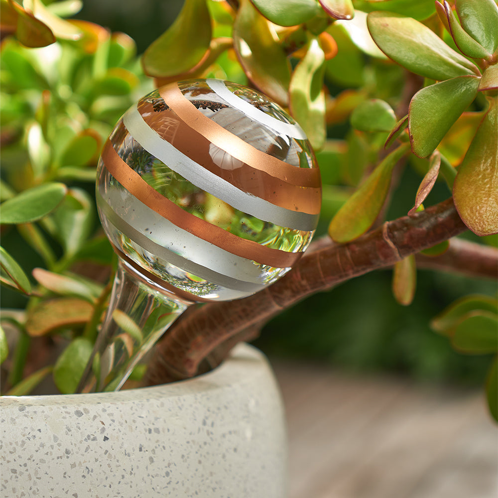 Plant Water Bubble - Stripes