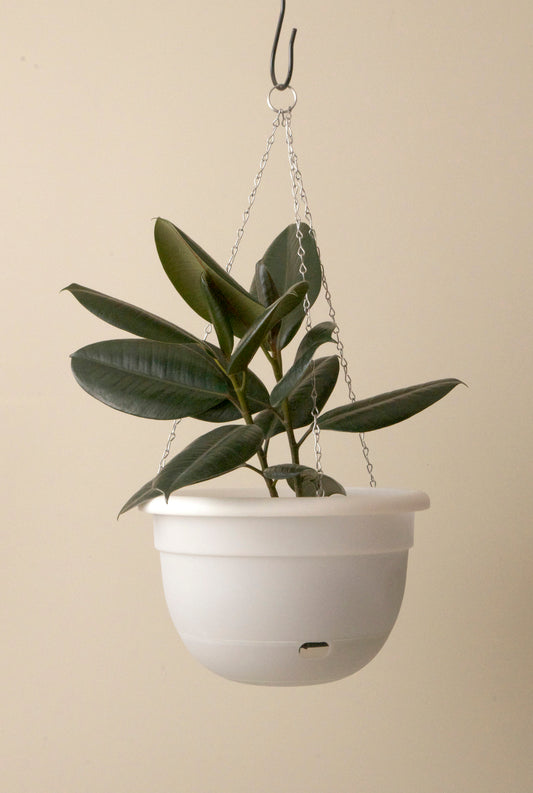 Mr Kitly Selfwatering Hanging Planters