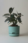 Load image into Gallery viewer, Mr Kitly Self Watering Pots 170mm
