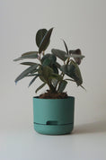 Load image into Gallery viewer, Mr Kitly Self Watering Pots 170mm
