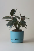 Load image into Gallery viewer, Mr Kitly Self Watering Pots 170mm
