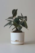 Load image into Gallery viewer, Mr Kitly Self Watering Pots 170mm
