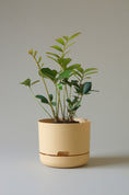 Load image into Gallery viewer, Mr Kitly Self Watering Pots 215mm
