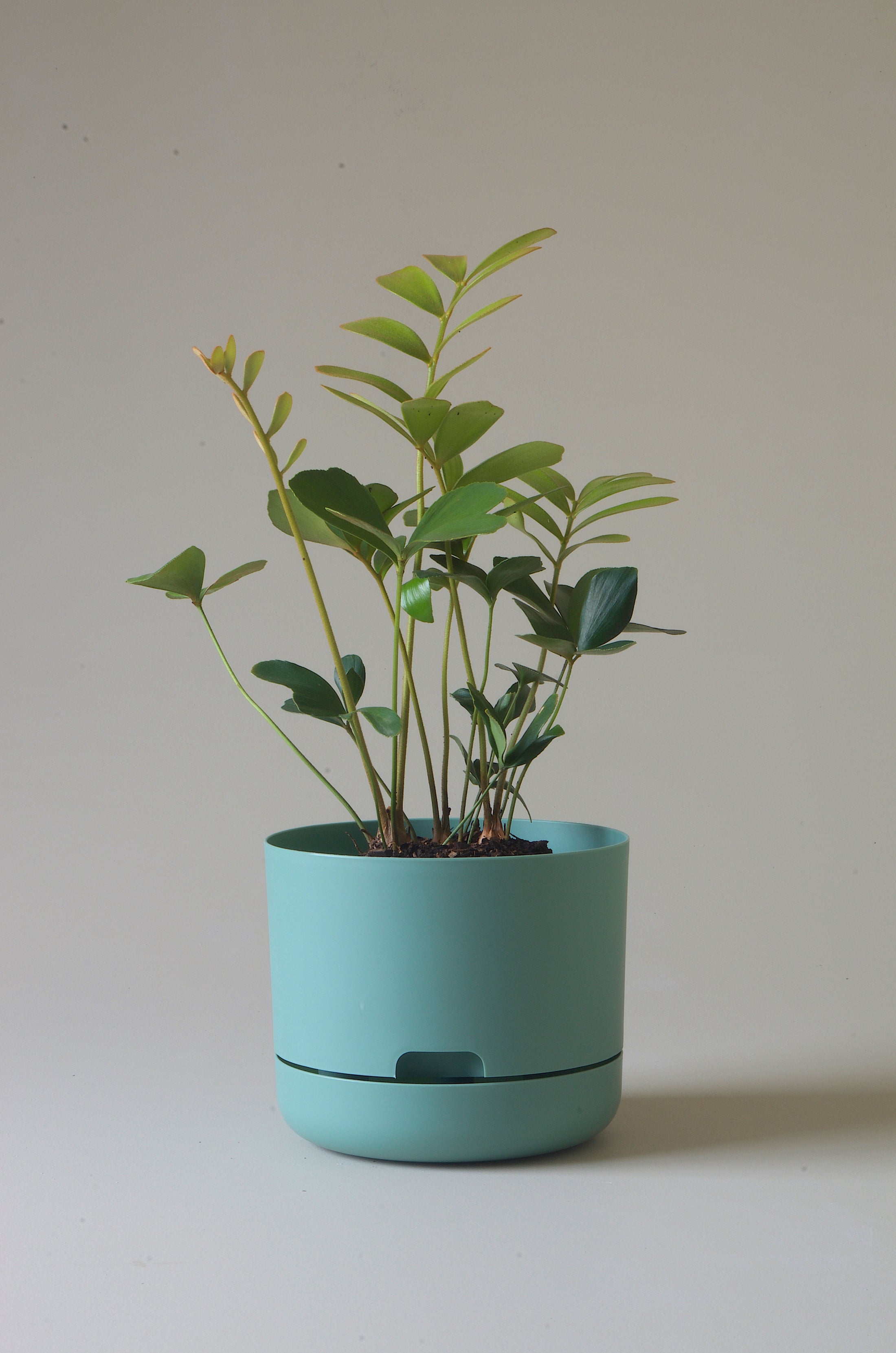 Mr Kitly Self Watering Pots 215mm