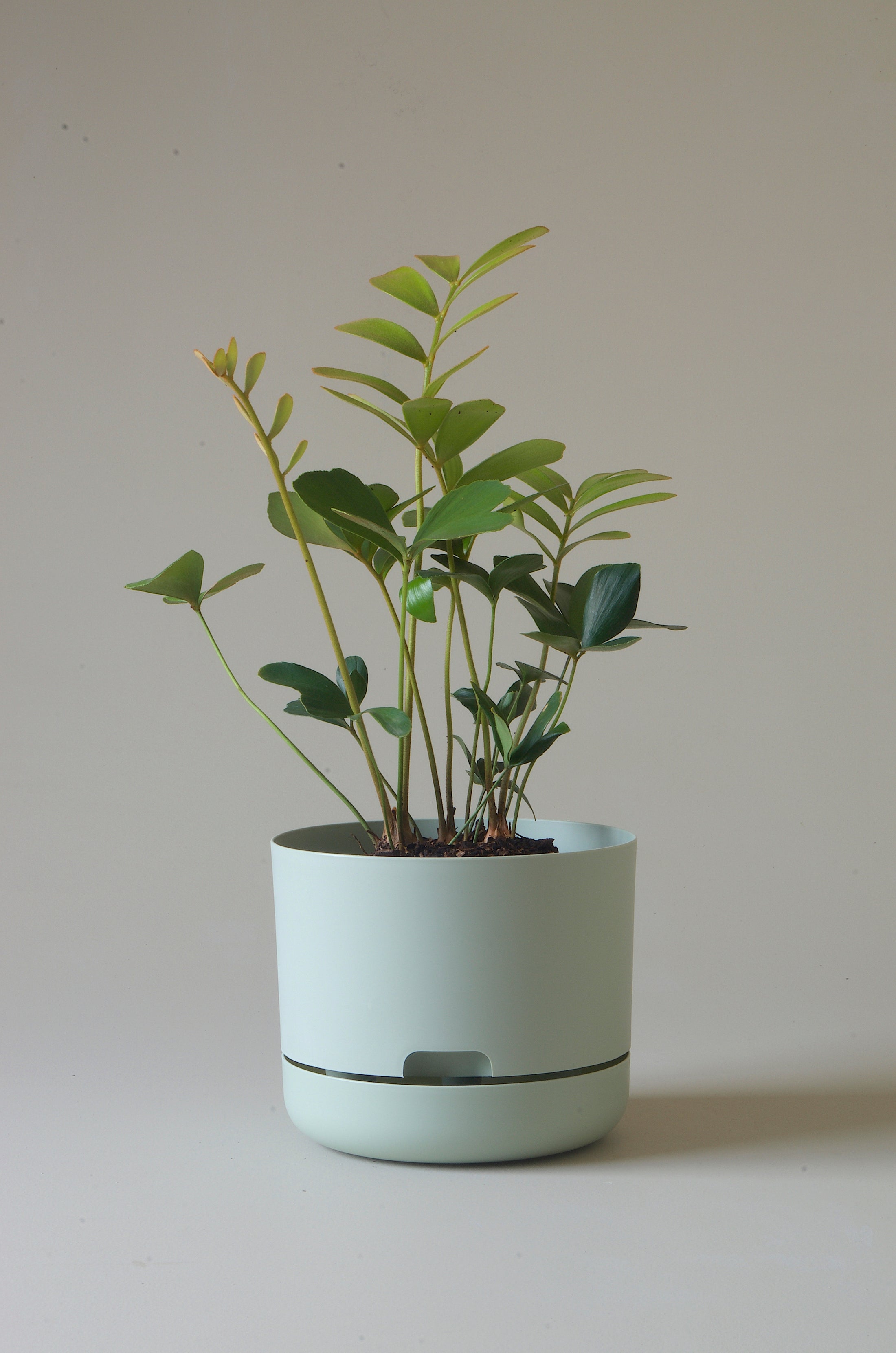 Mr Kitly Self Watering Pots 215mm