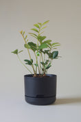 Load image into Gallery viewer, Mr Kitly Self Watering Pots 215mm
