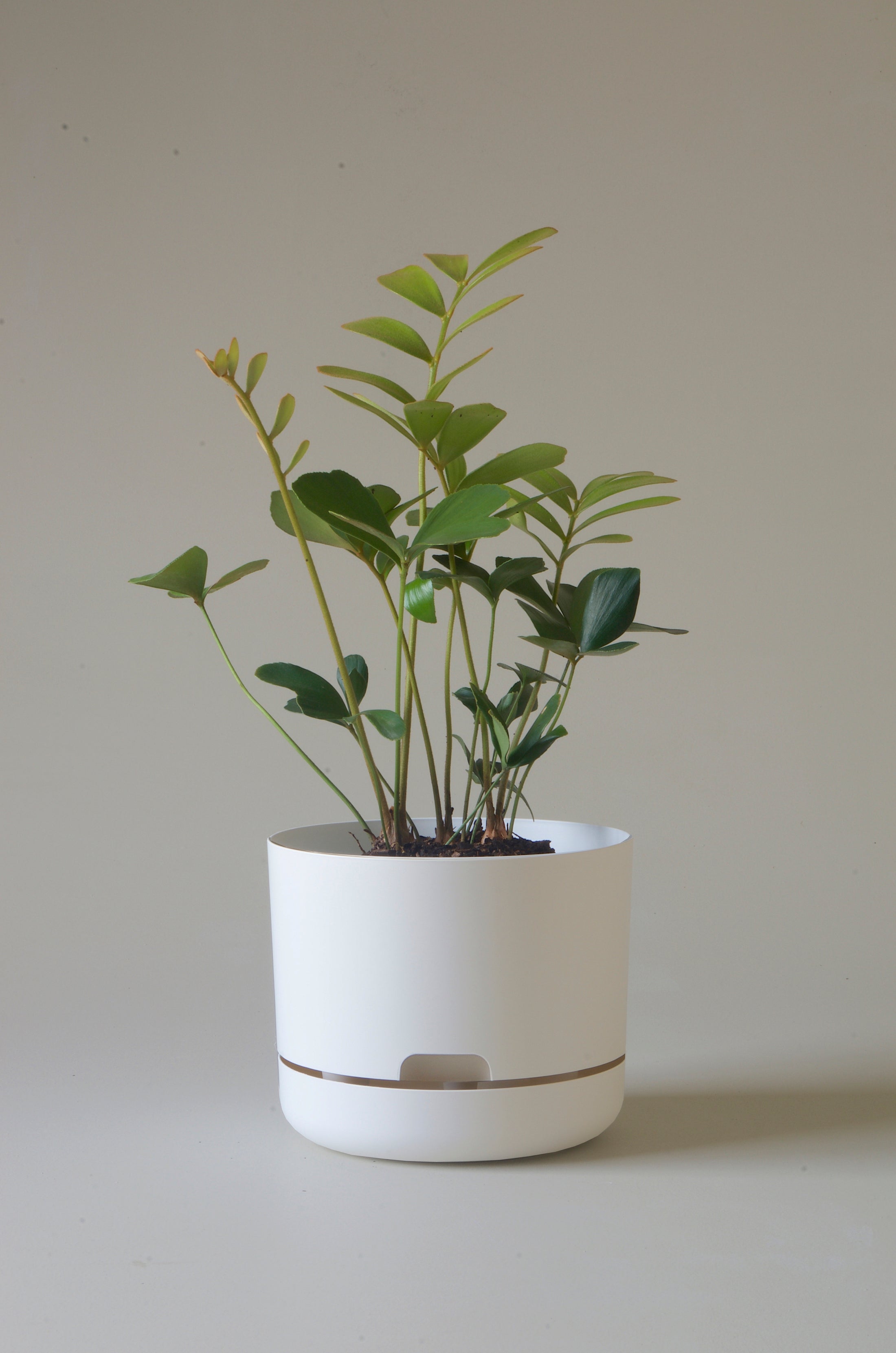Mr Kitly Self Watering Pots 215mm