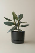 Load image into Gallery viewer, Mr Kitly Self Watering Pots 250mm
