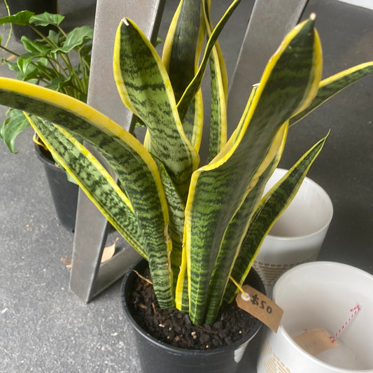 Sanseveria laurentii 15cm pot