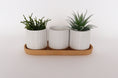 Load image into Gallery viewer, Zari Planters on Saucer H8cmx26cm
